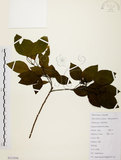 中文名:白臼(S111936)學名:Sapium discolor Muell.-Arg.(S111936)英文名:Taiwan Sapium, Taiwan Tallow-tree
