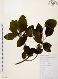 中文名:白臼(S117536)學名:Sapium discolor Muell.-Arg.(S117536)英文名:Taiwan Sapium, Taiwan Tallow-tree