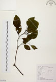 中文名:白臼(S117878)學名:Sapium discolor Muell.-Arg.(S117878)英文名:Taiwan Sapium, Taiwan Tallow-tree