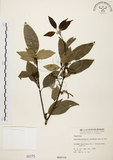 中文名:圓果青剛櫟(S000175)學名:Cyclobalanopsis globosa Lin & Liu(S000175)英文名:Globose Glans Oak