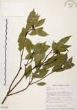 中文名:圓果青剛櫟(S017494)學名:Cyclobalanopsis globosa Lin & Liu(S017494)英文名:Globose Glans Oak
