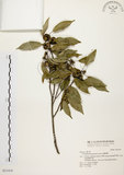 中文名:圓果青剛櫟(S031418)學名:Cyclobalanopsis globosa Lin & Liu(S031418)英文名:Globose Glans Oak