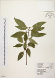 中文名:圓果青剛櫟(S034447)學名:Cyclobalanopsis globosa Lin & Liu(S034447)英文名:Globose Glans Oak