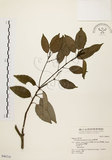 中文名:圓果青剛櫟(S046210)學名:Cyclobalanopsis globosa Lin & Liu(S046210)英文名:Globose Glans Oak