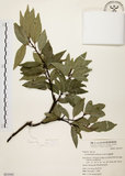 中文名:圓果青剛櫟(S053595)學名:Cyclobalanopsis globosa Lin & Liu(S053595)英文名:Globose Glans Oak