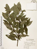 中文名:圓果青剛櫟(S053624)學名:Cyclobalanopsis globosa Lin & Liu(S053624)英文名:Globose Glans Oak