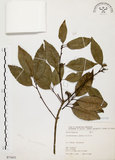 中文名:圓果青剛櫟(S071651)學名:Cyclobalanopsis globosa Lin & Liu(S071651)英文名:Globose Glans Oak