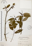中文名:圓果青剛櫟(S071665)學名:Cyclobalanopsis globosa Lin & Liu(S071665)英文名:Globose Glans Oak