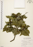 中文名:圓果青剛櫟(S095049)學名:Cyclobalanopsis globosa Lin & Liu(S095049)英文名:Globose Glans Oak