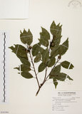 中文名:圓果青剛櫟(S101094)學名:Cyclobalanopsis globosa Lin & Liu(S101094)英文名:Globose Glans Oak