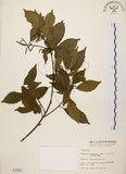 中文名:油葉石櫟(S001853)學名:Pasania konishii (Hayata) Schottky(S001853)英文名:Konishi Tanoak