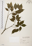中文名:油葉石櫟(S001854)學名:Pasania konishii (Hayata) Schottky(S001854)英文名:Konishi Tanoak