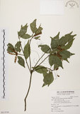 中文名:油葉石櫟(S113719)學名:Pasania konishii (Hayata) Schottky(S113719)英文名:Konishi Tanoak