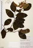 中文名:天料木(S015686)學名:Homalium cochinchinensis (Lour.) Druce(S015686)