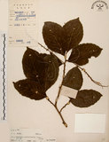 中文名:天料木(S019499)學名:Homalium cochinchinensis (Lour.) Druce(S019499)