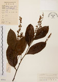 中文名:天料木(S037511)學名:Homalium cochinchinensis (Lour.) Druce(S037511)