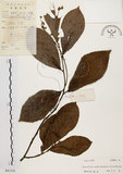 中文名:天料木(S041318)學名:Homalium cochinchinensis (Lour.) Druce(S041318)