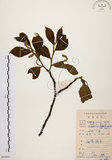 中文名:天料木(S084501)學名:Homalium cochinchinensis (Lour.) Druce(S084501)
