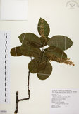中文名:天料木(S090368)學名:Homalium cochinchinensis (Lour.) Druce(S090368)
