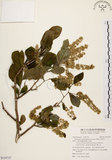 中文名:天料木(S110737)學名:Homalium cochinchinensis (Lour.) Druce(S110737)