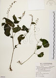 中文名:尖舌草 (S090418)學名:Rhynchoglossum obliquum Blume var. hologlossum (Hayata) W. T. Wang(S090418)中文別名:全唇尖舌苣苔