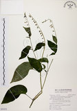 中文名:尖舌草 (S095478)學名:Rhynchoglossum obliquum Blume var. hologlossum (Hayata) W. T. Wang(S095478)中文別名:全唇尖舌苣苔