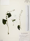 中文名:尖舌草 (S095566)學名:Rhynchoglossum obliquum Blume var. hologlossum (Hayata) W. T. Wang(S095566)中文別名:全唇尖舌苣苔