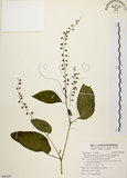 中文名:尖舌草 (S096687)學名:Rhynchoglossum obliquum Blume var. hologlossum (Hayata) W. T. Wang(S096687)中文別名:全唇尖舌苣苔