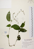 中文名:尖舌草 (S101285)學名:Rhynchoglossum obliquum Blume var. hologlossum (Hayata) W. T. Wang(S101285)中文別名:全唇尖舌苣苔