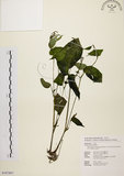 中文名:尖舌草 (S107897)學名:Rhynchoglossum obliquum Blume var. hologlossum (Hayata) W. T. Wang(S107897)中文別名:全唇尖舌苣苔