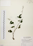 中文名:尖舌草 (S108617)學名:Rhynchoglossum obliquum Blume var. hologlossum (Hayata) W. T. Wang(S108617)中文別名:全唇尖舌苣苔