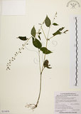 中文名:尖舌草 (S114476)學名:Rhynchoglossum obliquum Blume var. hologlossum (Hayata) W. T. Wang(S114476)中文別名:全唇尖舌苣苔