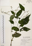 中文名:尖舌草 (S117040)學名:Rhynchoglossum obliquum Blume var. hologlossum (Hayata) W. T. Wang(S117040)中文別名:全唇尖舌苣苔