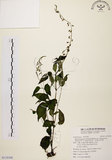 中文名:尖舌草 (S119108)學名:Rhynchoglossum obliquum Blume var. hologlossum (Hayata) W. T. Wang(S119108)中文別名:全唇尖舌苣苔
