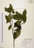 中文名:秀柱花(S090895)學名:Eustigma oblongifolium Gardn. & Champ.(S090895)英文名:Oblong-leaved Eustigma