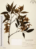 中文名:黃杞(S003346)學名:Engelhardtia roxburghiana Wall.(S003346)英文名:Common Engelhardtia, Yellow Basket willow