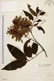 中文名:黃杞(S006339)學名:Engelhardtia roxburghiana Wall.(S006339)英文名:Common Engelhardtia, Yellow Basket willow