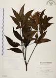 中文名:黃杞(S012812)學名:Engelhardtia roxburghiana Wall.(S012812)英文名:Common Engelhardtia, Yellow Basket willow