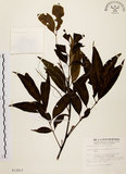 中文名:黃杞(S012813)學名:Engelhardtia roxburghiana Wall.(S012813)英文名:Common Engelhardtia, Yellow Basket willow