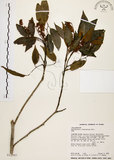 中文名:黃杞(S012997)學名:Engelhardtia roxburghiana Wall.(S012997)英文名:Common Engelhardtia, Yellow Basket willow