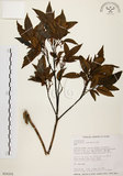 中文名:黃杞(S016101)學名:Engelhardtia roxburghiana Wall.(S016101)英文名:Common Engelhardtia, Yellow Basket willow