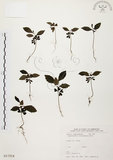 中文名:黃杞(S017254)學名:Engelhardtia roxburghiana Wall.(S017254)英文名:Common Engelhardtia, Yellow Basket willow