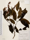 中文名:黃杞(S017472)學名:Engelhardtia roxburghiana Wall.(S017472)英文名:Common Engelhardtia, Yellow Basket willow