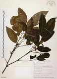 中文名:黃杞(S017673)學名:Engelhardtia roxburghiana Wall.(S017673)英文名:Common Engelhardtia, Yellow Basket willow