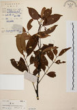 中文名:黃杞(S019628)學名:Engelhardtia roxburghiana Wall.(S019628)英文名:Common Engelhardtia, Yellow Basket willow
