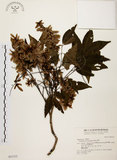 中文名:黃杞(S031312)學名:Engelhardtia roxburghiana Wall.(S031312)英文名:Common Engelhardtia, Yellow Basket willow