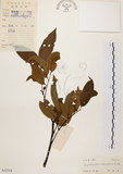 中文名:黃杞(S032714)學名:Engelhardtia roxburghiana Wall.(S032714)英文名:Common Engelhardtia, Yellow Basket willow