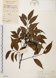 中文名:黃杞(S033540)學名:Engelhardtia roxburghiana Wall.(S033540)英文名:Common Engelhardtia, Yellow Basket willow