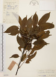 中文名:黃杞(S033754)學名:Engelhardtia roxburghiana Wall.(S033754)英文名:Common Engelhardtia, Yellow Basket willow