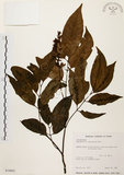 中文名:黃杞(S034062)學名:Engelhardtia roxburghiana Wall.(S034062)英文名:Common Engelhardtia, Yellow Basket willow